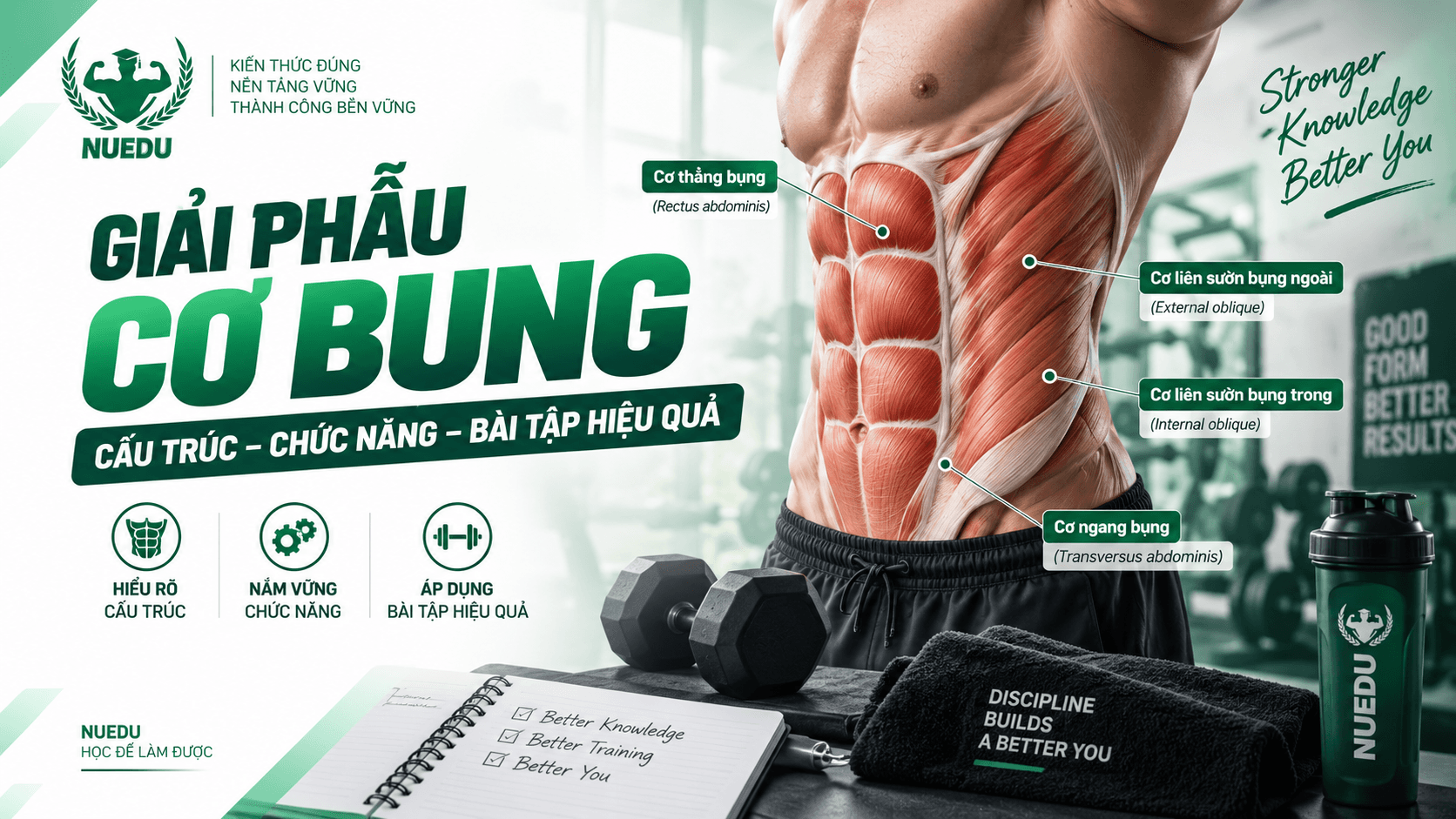 Giải phẫu cơ bụng: Cấu trúc – Chức năng – Bài tập hiệu quả