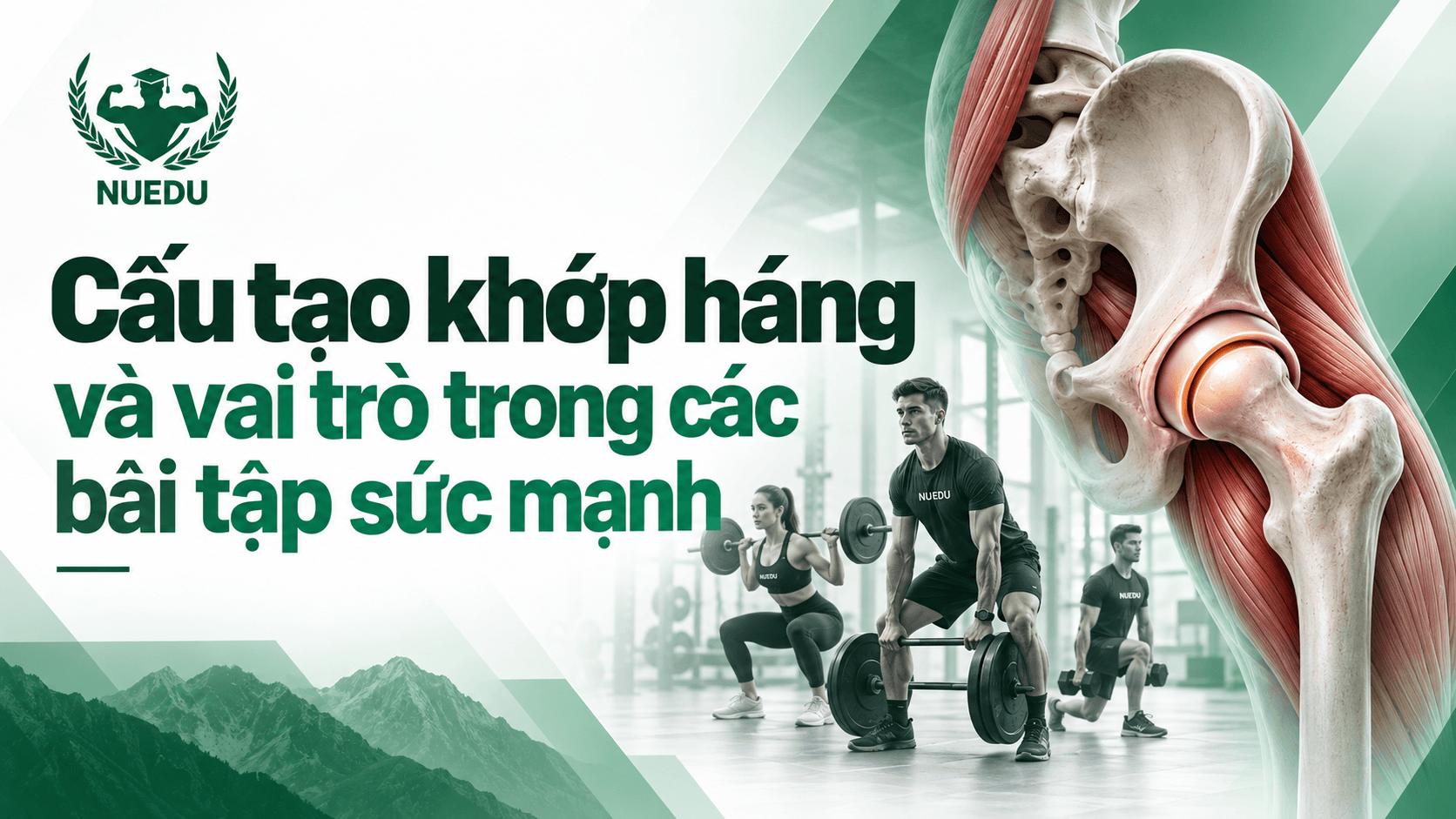 Cấu tạo khớp háng và vai trò trong các bài tập sức mạnh