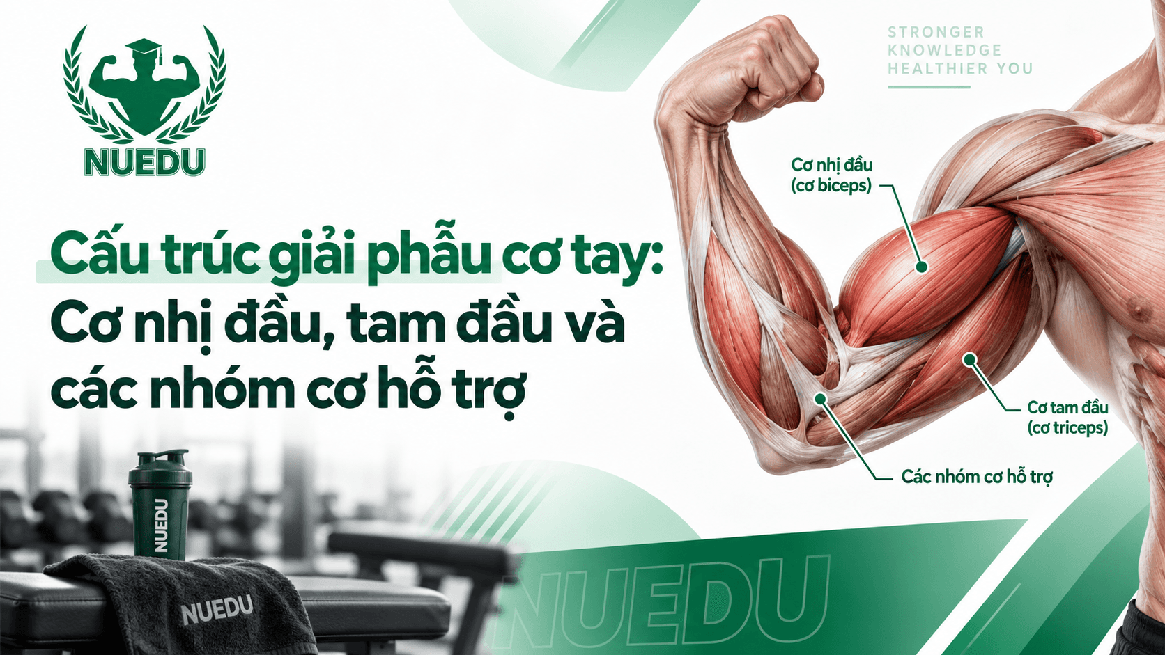 Cấu trúc giải phẫu cơ tay: Cơ nhị đầu, tam đầu và các nhóm cơ hỗ trợ