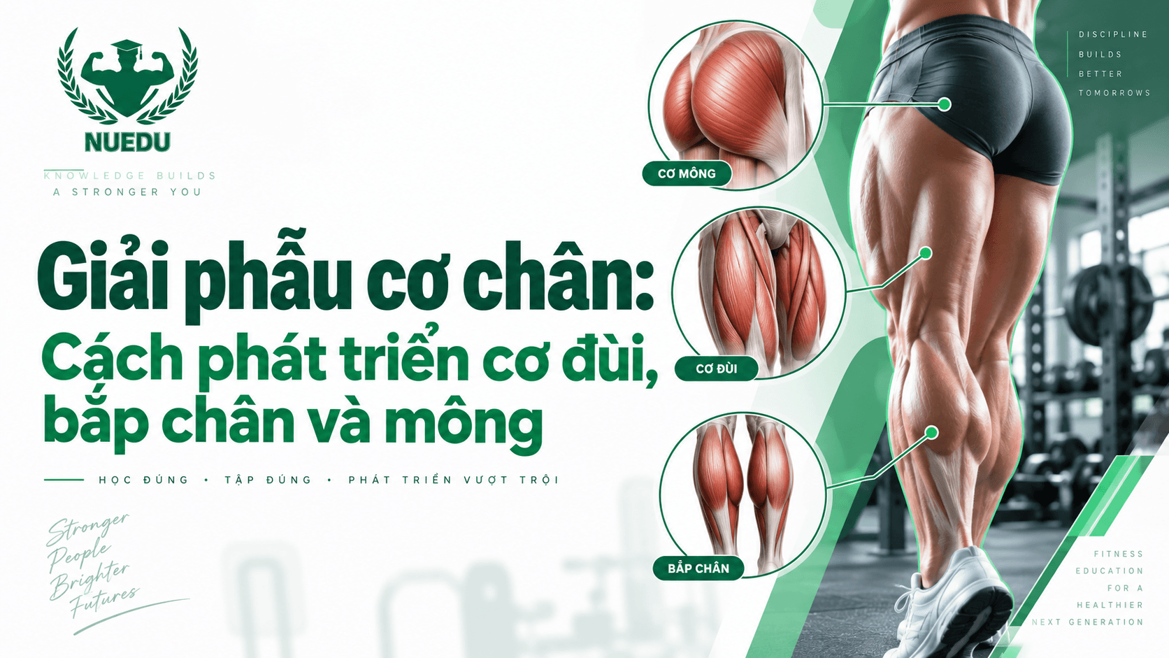 Giải phẫu cơ chân: Cách phát triển cơ đùi, bắp chân và mông