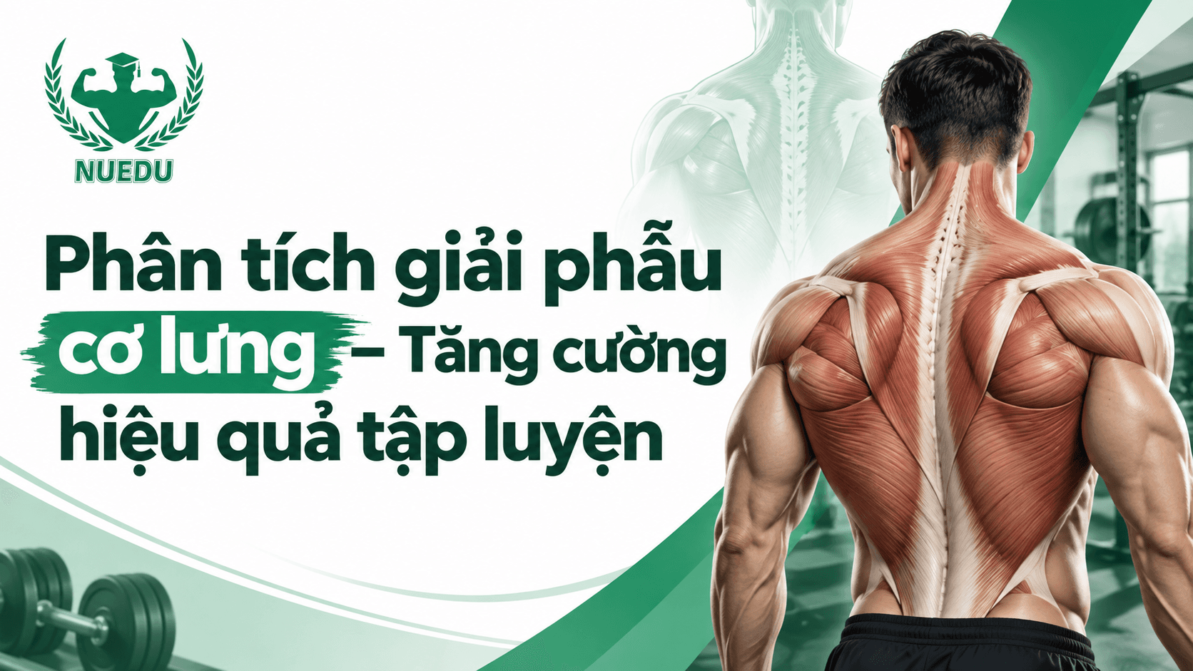 Phân tích giải phẫu cơ lưng – Tăng cường hiệu quả tập luyện