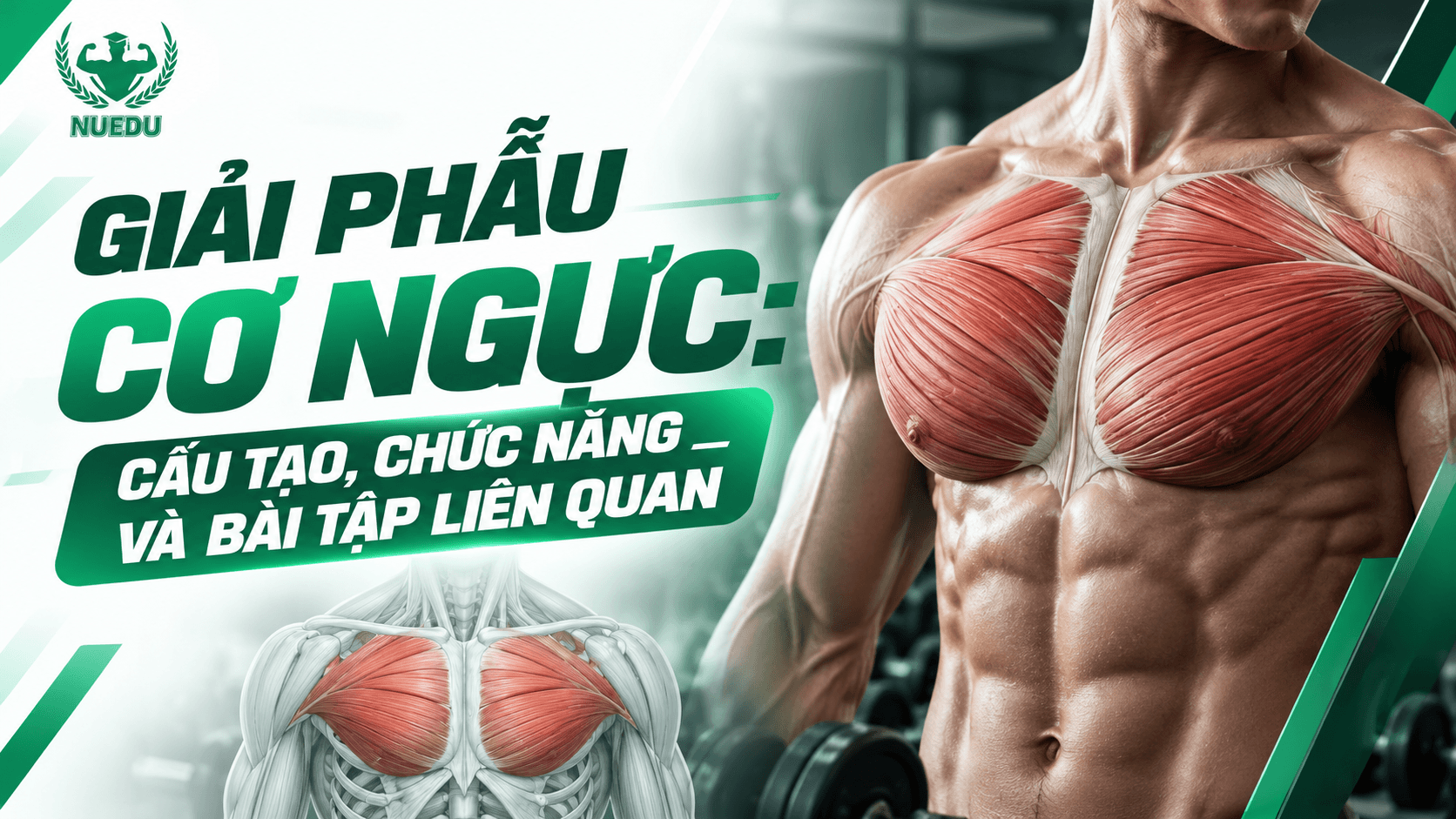 Giải phẫu cơ ngực: Cấu tạo, chức năng và bài tập liên quan