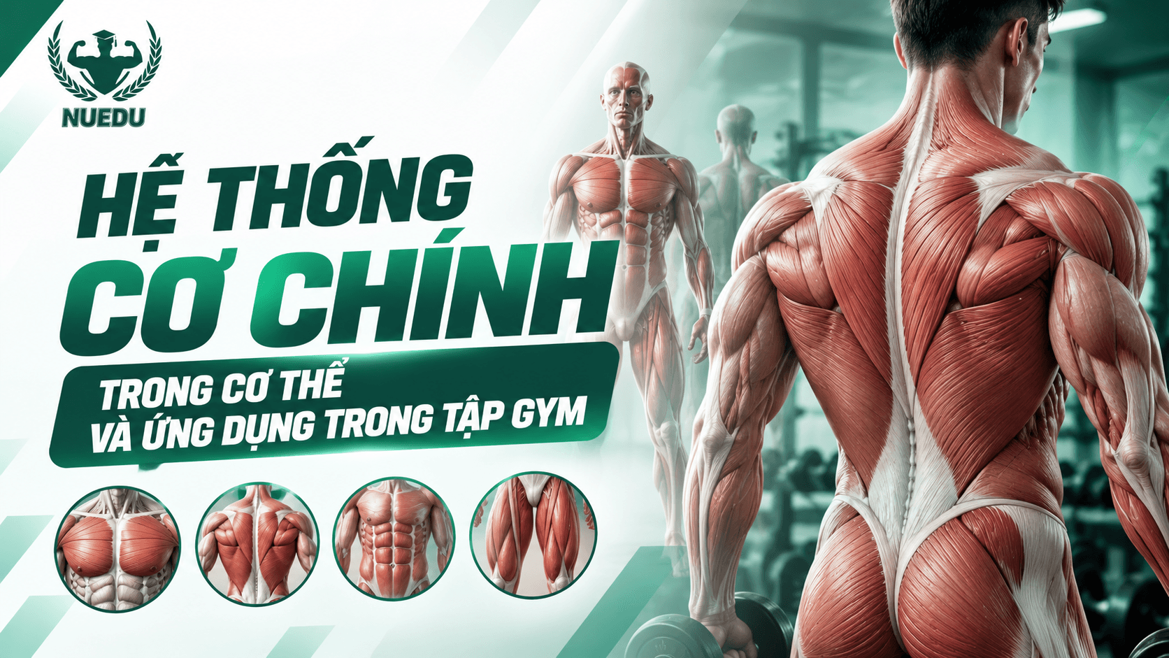 Hệ thống cơ chính trong cơ thể và ứng dụng trong tập gym