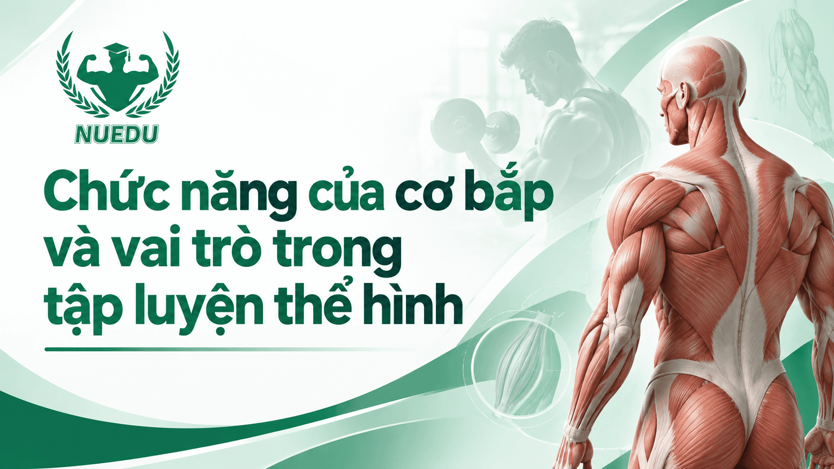 Chức năng của cơ bắp và vai trò trong tập luyện thể hình